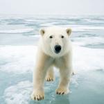 Photo de face d'un bébé ours polaire se tenant sur la glace