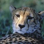 Gros plan sur la tête d'un guépard regardant l'objectif