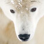 Gros plan sur les yeux et le museau de l'ours polaire - vue de face