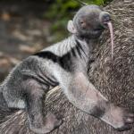 Bébé tamanoir agrippé sur le dos d'un tamanoir adulte