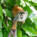 Un saïmiri sur une branche, dans le feuillage d'un arbre