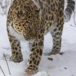 Léopard de l'amour marchant dans la neige