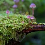 Champignons mauves poussant sur un tronc d'arbre recouvert de mousse verte