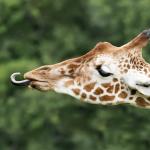 Gros plan sur une girafe tirant la langue - vue de profil