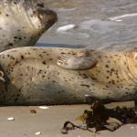 Un phoque couché sur le sable - vue de profil