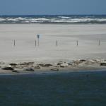 Un groupe de phoques couchés sur le sable au bord de l'eau