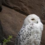 Harfang des neiges posé sur un rocher