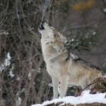 Un loup hurlant, des arbres enneigés en arrière plan