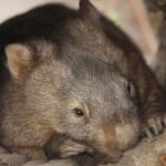 Un wombat dans un tronc d'arbre