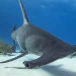 Requin marteau au fond de l'eau - vue de face