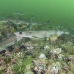 Groupe de petites roussettes nageant au fond de l'eau