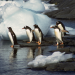 Cinq manchots Adélie sur des rochers près de l'eau et la glace