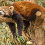 Panda roux allongé sur le ventre sur une branche d'arbre, les pattes pendantes