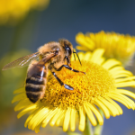 abeille sur une fleur