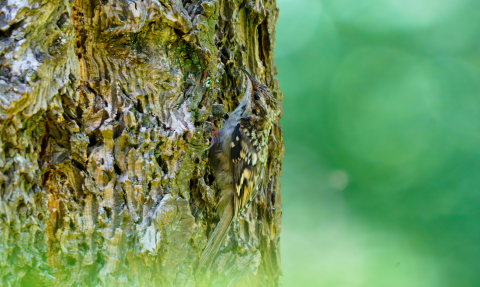 oiseau sur un arbre