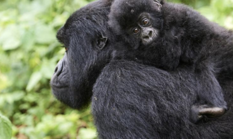 bébé gorille sur le dos de sa maman