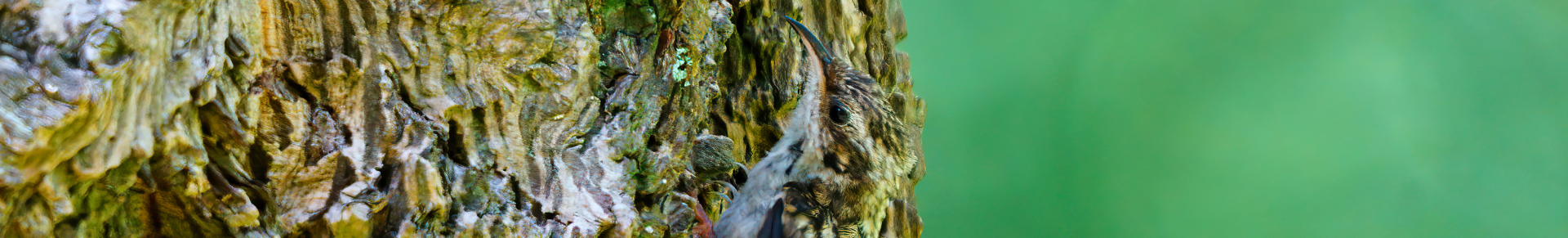 oiseau sur un arbre