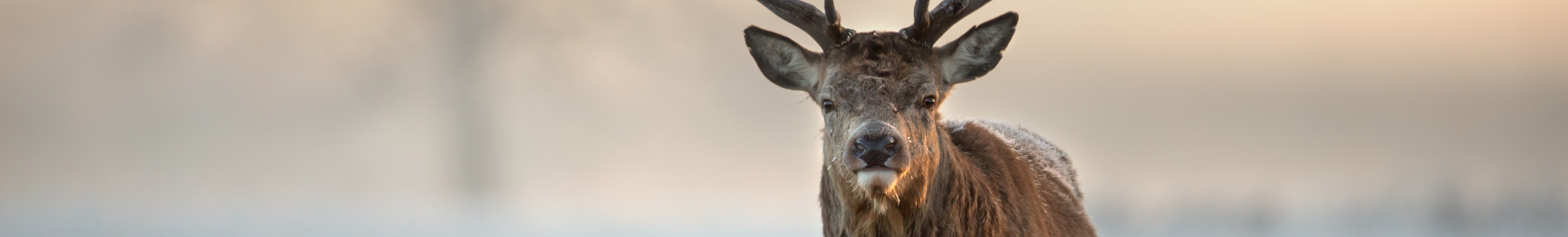 cerf en pleine nature